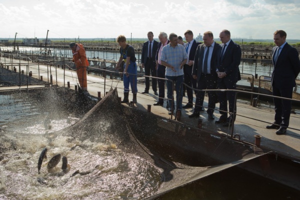 Борис Дубровский, рыбоводство,|Фото: пресс-служба губернатора Челябинской области