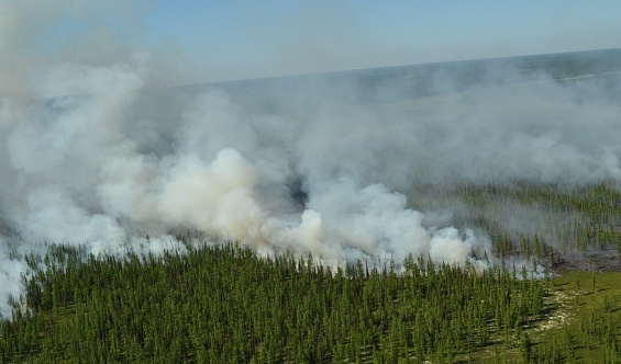 Лесные пожары, Ямал|Фото: правительство.янао.рф