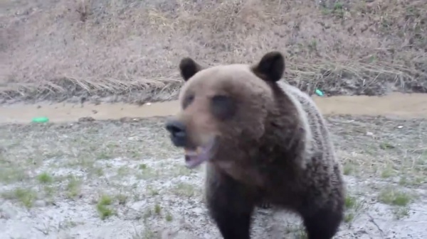 Медведь, Тюменская область, трасса|Фото: youtube.com