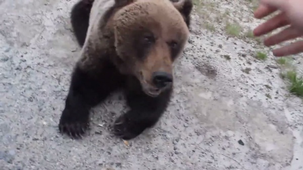 Медведь, Тюменская область, трасса|Фото: youtube.com