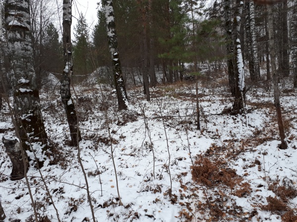 природа зима лес(2017)|Фото: СУ СК РФ по Свердловской области