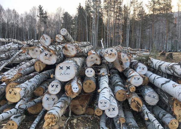 Березовая роща, вырубка деревьев, Академический(2018)|Фото: председатель ТОС «Академический» Каракоз Денис Викторович