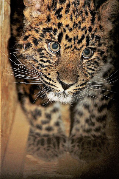 екатеринбургский зоопарк, дальневосточные леопарды(2018)|Фото: Екатеринбургский зоопарк