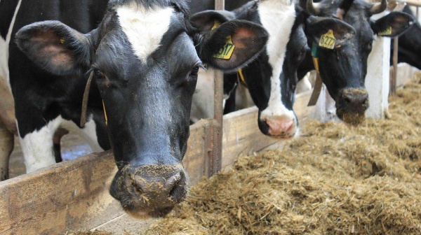 коровы, сельское хозяйство, субсидии(2018)|Фото: Правительство Пермского края