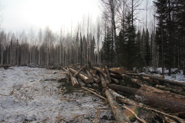 Вагайский район вырубка леса 31 га(2018)|Фото: Пресс-служба УМВД по Тюменской области