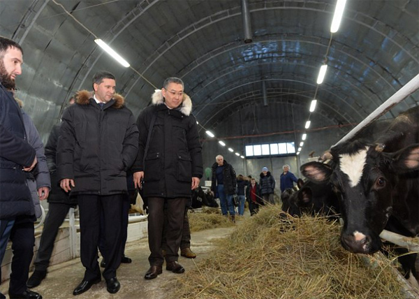 ферма, коровы, Кобылкин(2018)|Фото: правительство.янао.рф
