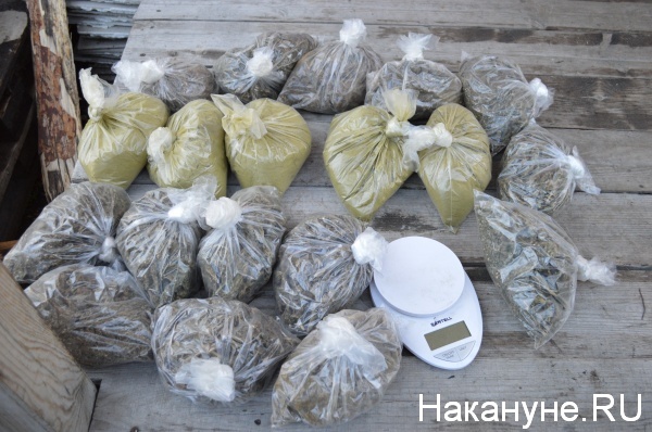 наркотики, Курган, ФСБ(2018)|Фото:Накануне.RU
