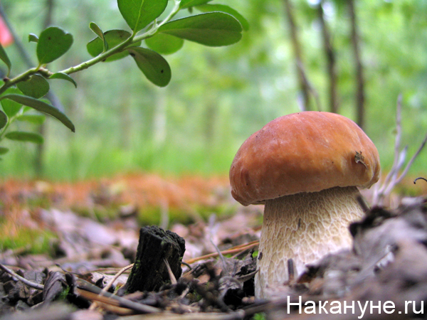 природа лес белый гриб боровик|Фото: Накануне.ru