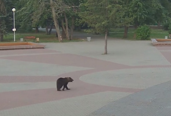 медведь в центре Архангельска(2018)|Фото: 29.мвд.рф