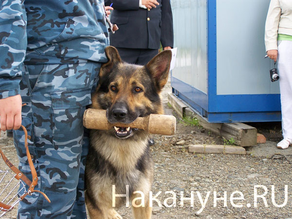 кинологи ГУВД Свердловской области служебные собаки | Фото:  Накануне.RU