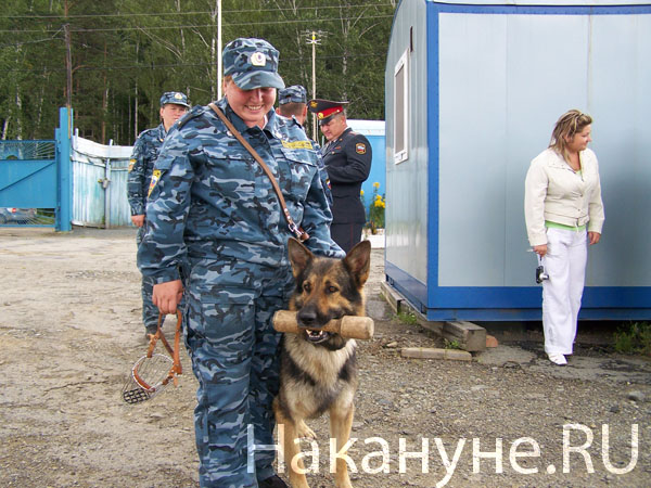 кинологи ГУВД Свердловской области служебные собаки | Фото:  Накануне.RU