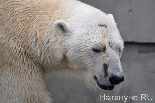 белый медведь(2018)|Фото: Накануне.RU