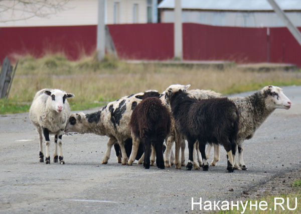 деревня Усть-Утка, овцы(2018)|Фото: Накануне.RU