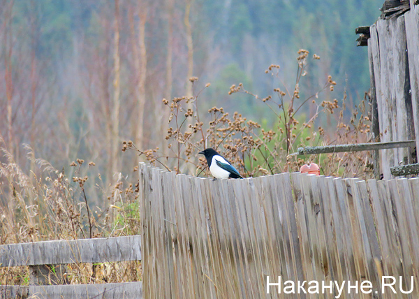 деревня Усть-Утка, птица, забор(2018)|Фото: Накануне.RU