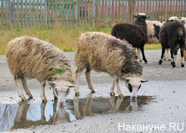 овцы, водопой, деревня(2018)|Фото: Накануне.RU