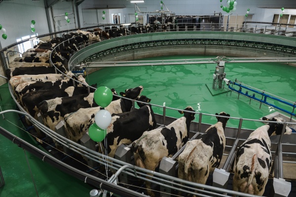 сельское хозяйство,коровы, ферма(2019)|Фото:пресс-служба правительства Воронежской области