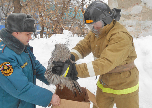 пожарные, спасение совы(2019)|Фото: ГУ МЧС по Свердловской области