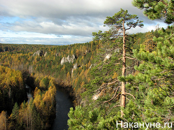 природа лес северный урал река|Фото: Накануне.ru