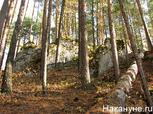 природа лес северный урал|Фото: Накануне.ru