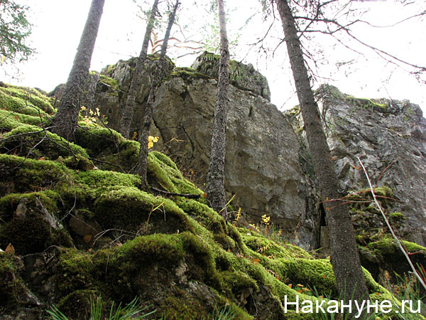 природа лес северный урал(2007)|Фото: Накануне.ru