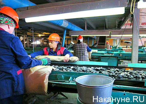 АО "Мариинский прииск", изумрудоизвлекательная фабрика, сортировщицы(2019)|Фото: Накануне.RU