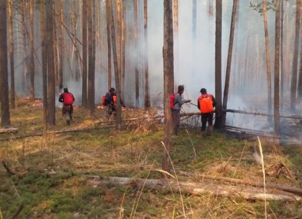 пожар, огонь, леса, МЧС(2019)|Фото:ГУ МЧС России по Курганской области