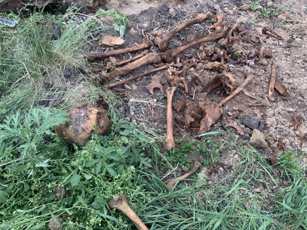 скелет, останки(2019)|Фото:СУ СК России по Курганской области