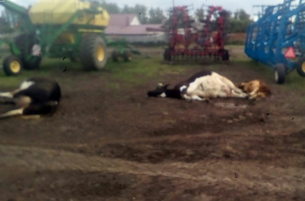 падеж рогатого скота в селе Филимоново(2019)|Фото: ОНФ Челябинская область