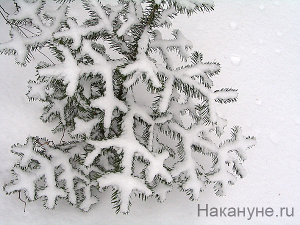 природа зима(2008)|Фото: Фото: Накануне.ru