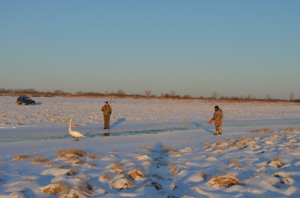 Спасение лебедя Тобольский район(2019)|Фото: ГУ МЧС по Тюменской области
