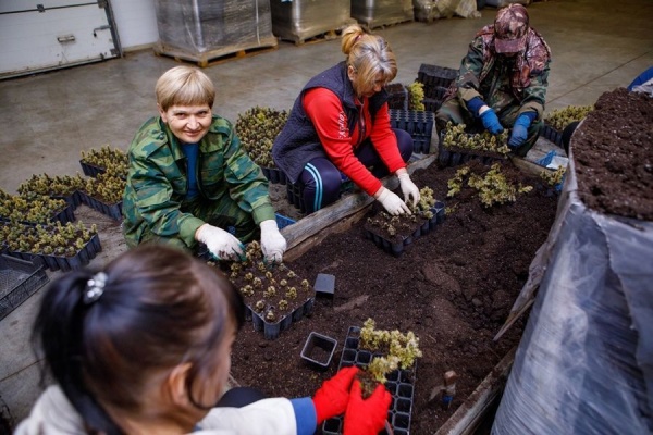 саженцы, озеленение, работницы(2019)|Фото:пресс-служба Воронежской областной думы