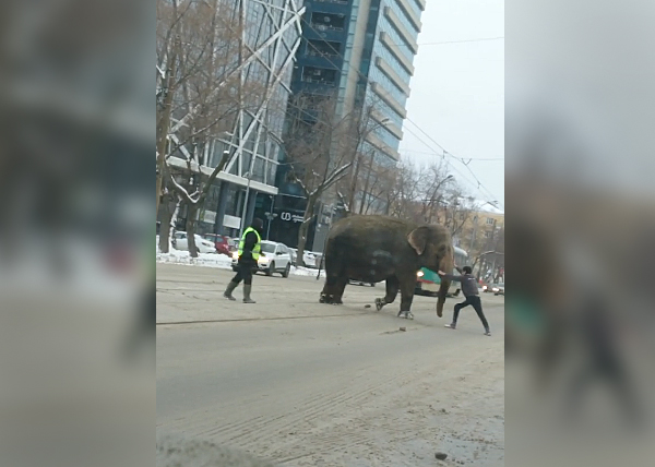 Слон на ул. 8 марта в Екатеринбурге(2020)|Фото: youtube.com/Андрей Грошев