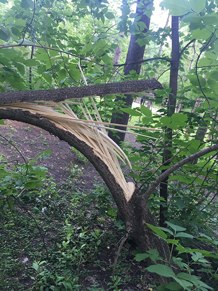 Сломанное дерево в парке XXII Партсъезда(2020)|Фото: Пресс-служба Администрации города Екатеринбурга