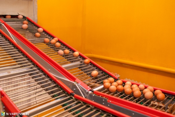 яйца, птицефабрика, нижневартовск(2020)|Фото: пресс-служба администрации Нижневартовска