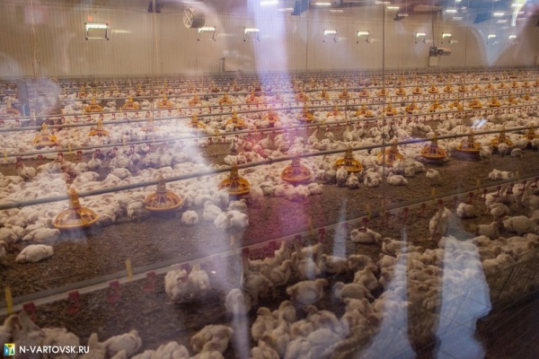 цыплята, куры, яйца, птицефабрика, нижневартовск(2020)|Фото: пресс-служба администрации Нижневартовска