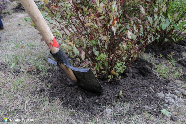 лопата, озеленение, куст, благоустройство(2020)|Фото: пресс-служба администрации Нижневартовска