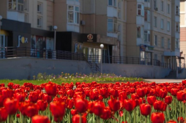 тюльпаны, нижневартовск, мэрия, благоустройство(2020)|Фото: пресс-служба администрации Нижневартовска