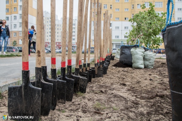 нижневартовск, озеленение, благоустройство, посадка деревьев, лопаты(2020)|Фото: пресс-служба администрации Нижневартовска