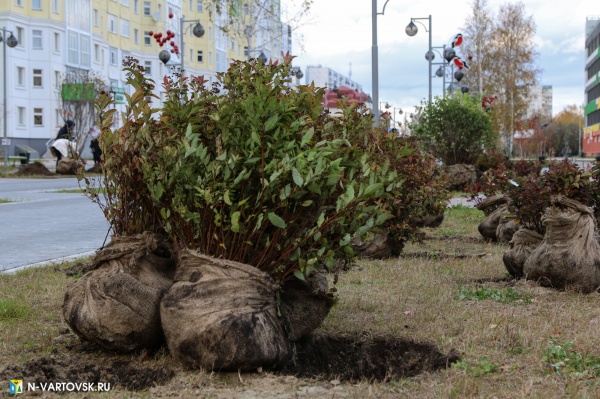 нижневартовск, озеленение, благоустройство, посадка деревьев, саженцы(2020)|Фото: пресс-служба администрации Нижневартовска