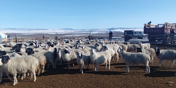 овцы, тува, бараны, сельское хозяйство(2020)|Фото: пресс-центр правительства Республики Тыва