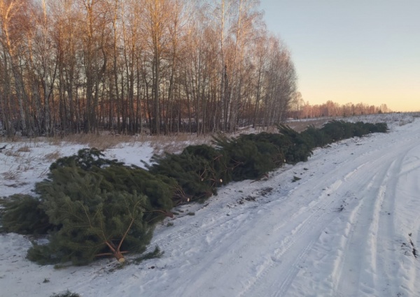 вырубка елок(2020)|Фото: ОНФ Челябинская область