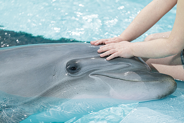 Дельфин(2021)|Фото: Благотворительный фонд РМК