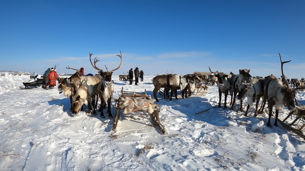 слет оленеводов(2021)|Фото: Транснефть – Сибирь