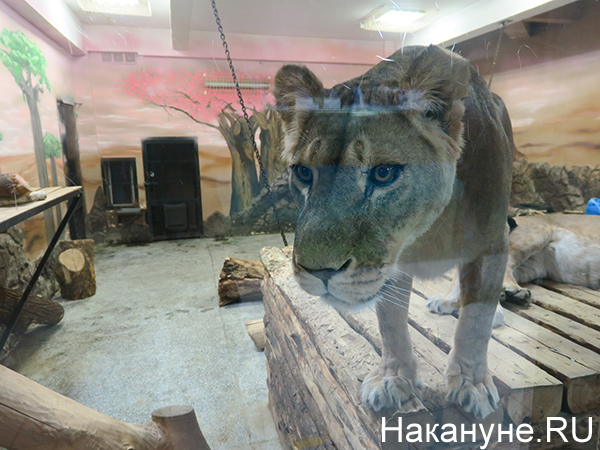 Екатеринбургский зоопарк(2021)|Фото: Накануне.RU