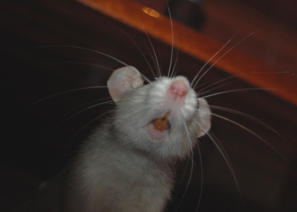 крыса мышь|Фото: Накануне.RU