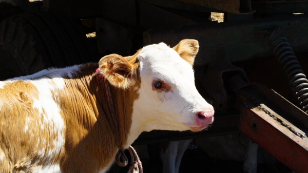 агропром, сельское хозяйство, корова, бычок(2021)|Фото: пресс-центр правительства Республики Тыва