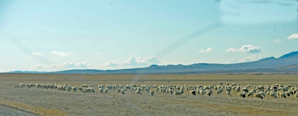 овцы, сельское хозяйство, агропром(2021)|Фото: пресс-центр правительства Республики Тыва