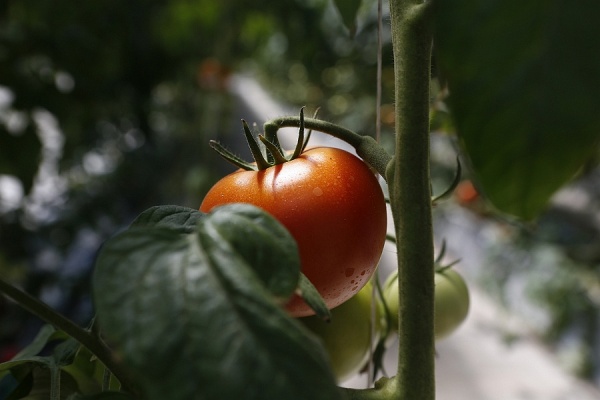 томаты, теплица, овощи, сельское хозяйство, помидоры(2021)|Фото: пресс-служба администрации Краснодарского края