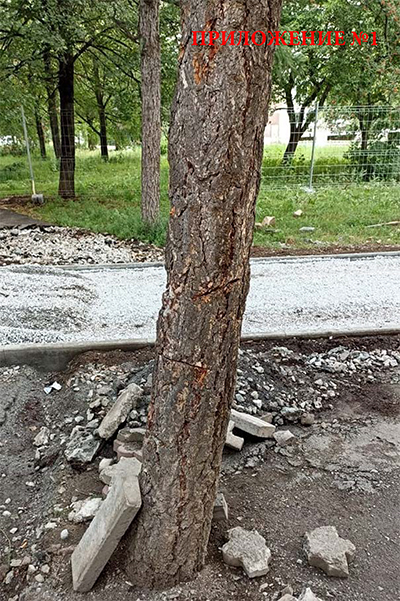 Поврежденные деревья в сквере на Опалихинской в Заречном(2021)|Фото: жители Заречного