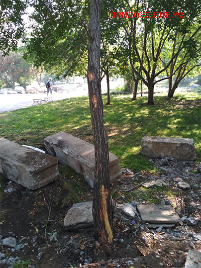 Поврежденные деревья в сквере на Опалихинской в Заречном(2021)|Фото: жители Заречного